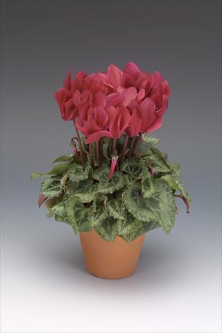 foto van een variëteit aan bloemen, te gebruiken als: Potplant, perkplant, patioplant Cyclamen persicum midi Intermezzo Wine Red