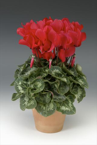foto van een variëteit aan bloemen, te gebruiken als: Potplant, perkplant, patioplant Cyclamen persicum Maxora Bright Red