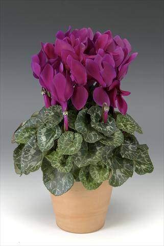 foto van een variëteit aan bloemen, te gebruiken als: Potplant, perkplant, patioplant Cyclamen persicum Maxora Deep Purple