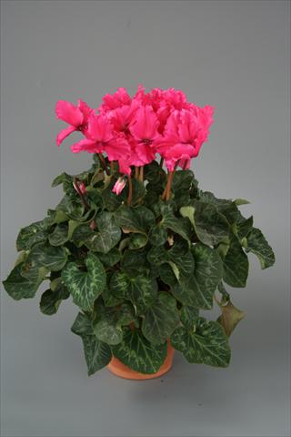 foto van een variëteit aan bloemen, te gebruiken als: Potplant, perkplant, patioplant Cyclamen persicum Maxora Fringed Deep Rose