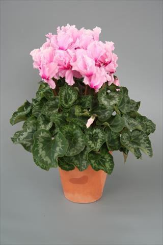 foto van een variëteit aan bloemen, te gebruiken als: Potplant, perkplant, patioplant Cyclamen persicum Maxora Fringed Light pink Eye