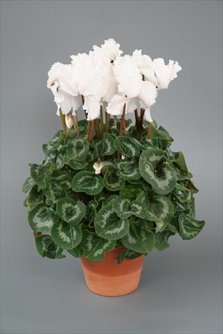 foto van een variëteit aan bloemen, te gebruiken als: Potplant, perkplant, patioplant Cyclamen persicum Maxora Fringed White