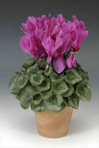 foto van een variëteit aan bloemen, te gebruiken als: Potplant, perkplant, patioplant Cyclamen persicum Maxora Fuchsia