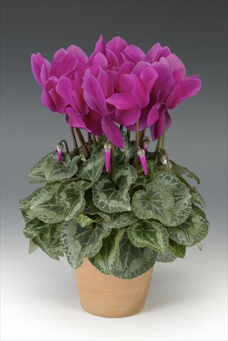 foto van een variëteit aan bloemen, te gebruiken als: Potplant, perkplant, patioplant Cyclamen persicum Maxora Light Purple