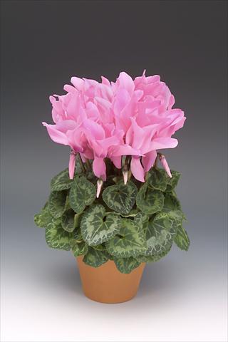foto van een variëteit aan bloemen, te gebruiken als: Potplant, perkplant, patioplant Cyclamen persicum Maxora Neon Pink