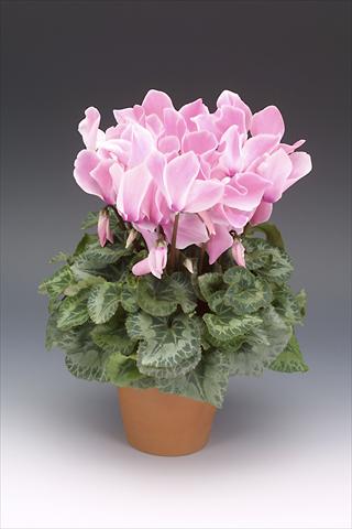 foto van een variëteit aan bloemen, te gebruiken als: Potplant, perkplant, patioplant Cyclamen persicum Maxora Pink Flamed
