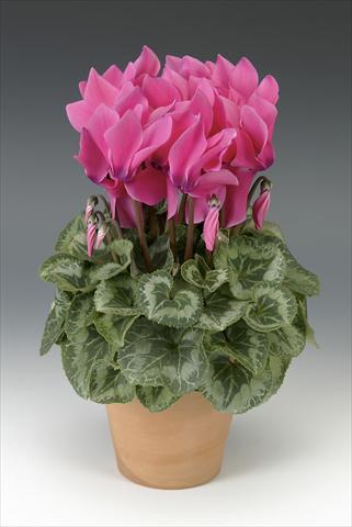 foto van een variëteit aan bloemen, te gebruiken als: Potplant, perkplant, patioplant Cyclamen persicum Maxora Pink with eye
