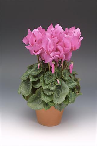 foto van een variëteit aan bloemen, te gebruiken als: Potplant, perkplant, patioplant Cyclamen persicum Maxora Pink
