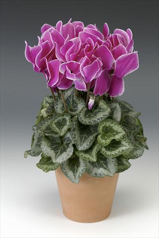 foto van een variëteit aan bloemen, te gebruiken als: Potplant, perkplant, patioplant Cyclamen persicum Maxora Purple Flamed