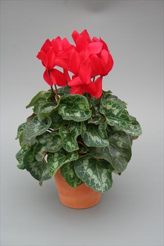 foto van een variëteit aan bloemen, te gebruiken als: Potplant, perkplant, patioplant Cyclamen persicum Maxora Red