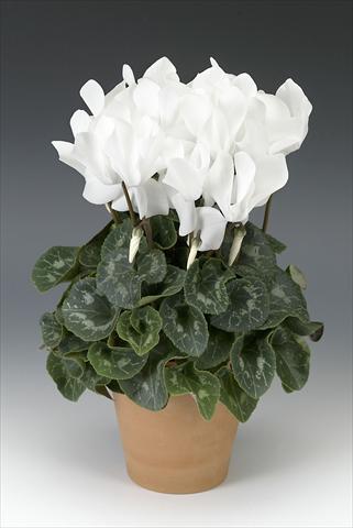 foto van een variëteit aan bloemen, te gebruiken als: Potplant, perkplant, patioplant Cyclamen persicum Maxora White