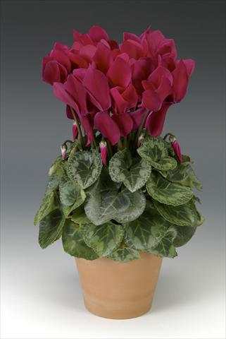 foto van een variëteit aan bloemen, te gebruiken als: Potplant, perkplant, patioplant Cyclamen persicum Maxora Wine Red