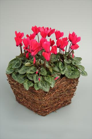 foto van een variëteit aan bloemen, te gebruiken als: Pot - en perkplant Cyclamen persicum mini Melody Outdoor Deep Rose