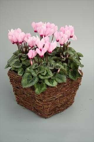foto van een variëteit aan bloemen, te gebruiken als: Pot - en perkplant Cyclamen persicum mini Melody Outdoor Light Pink Eye