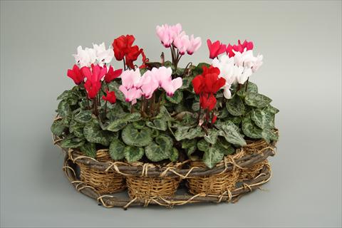 foto van een variëteit aan bloemen, te gebruiken als: Pot - en perkplant Cyclamen persicum mini Melody Outdoor Mix