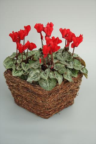 foto van een variëteit aan bloemen, te gebruiken als: Pot - en perkplant Cyclamen persicum mini Melody Outdoor Red