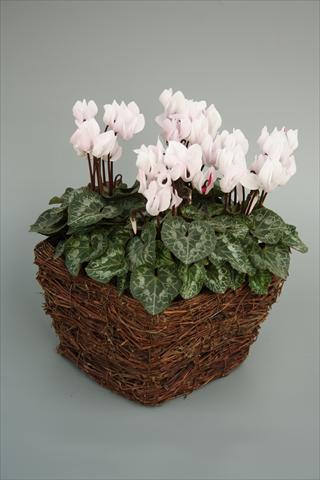 foto van een variëteit aan bloemen, te gebruiken als: Pot - en perkplant Cyclamen persicum mini Melody Outdoor White
