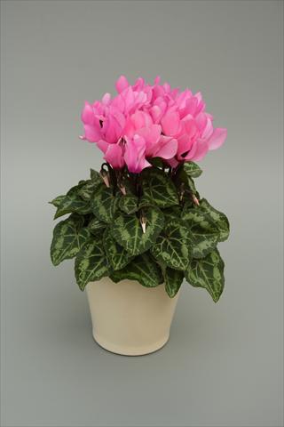 foto van een variëteit aan bloemen, te gebruiken als: Potplant, perkplant, patioplant Cyclamen persicum mini Musical Light Pink
