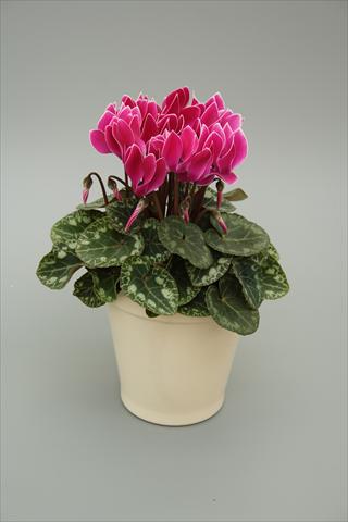 foto van een variëteit aan bloemen, te gebruiken als: Potplant, perkplant, patioplant Cyclamen persicum mini Musical Purple Flame