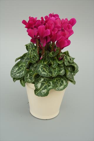 foto van een variëteit aan bloemen, te gebruiken als: Potplant, perkplant, patioplant Cyclamen persicum mini Musical Purple