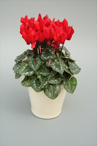 foto van een variëteit aan bloemen, te gebruiken als: Potplant, perkplant, patioplant Cyclamen persicum mini Musical Red