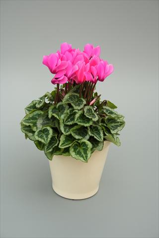 foto van een variëteit aan bloemen, te gebruiken als: Potplant, perkplant, patioplant Cyclamen persicum mini Musical Rose