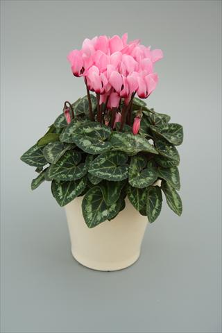 foto van een variëteit aan bloemen, te gebruiken als: Potplant, perkplant, patioplant Cyclamen persicum mini Musical Soft Pink Eye