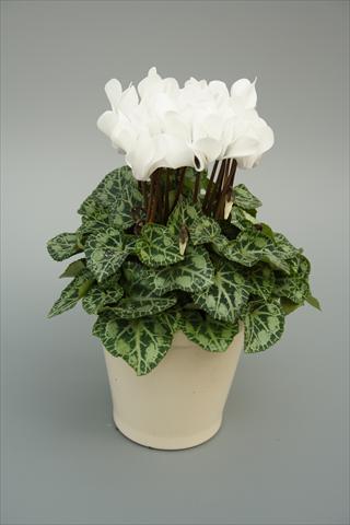 foto van een variëteit aan bloemen, te gebruiken als: Potplant, perkplant, patioplant Cyclamen persicum mini Musical White
