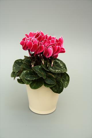 foto van een variëteit aan bloemen, te gebruiken als: Potplant, perkplant, patioplant Cyclamen persicum mini Musical Wine Red Flame