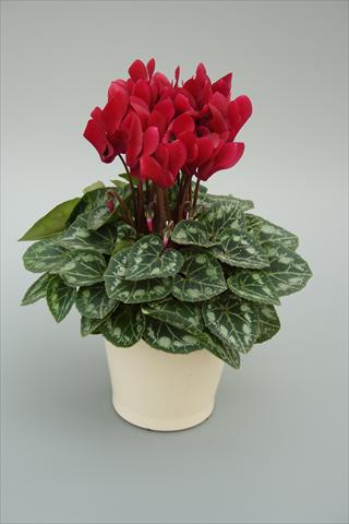 foto van een variëteit aan bloemen, te gebruiken als: Potplant, perkplant, patioplant Cyclamen persicum mini Musical Wine Red