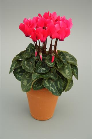 foto van een variëteit aan bloemen, te gebruiken als: Pot - en perkplant Cyclamen persicum mini Picola Bright Pink
