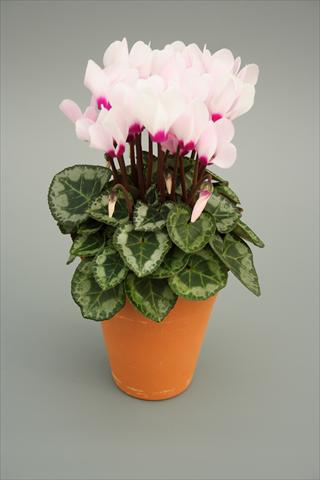 foto van een variëteit aan bloemen, te gebruiken als: Potplant, perkplant, patioplant Cyclamen persicum mini Picola Light Pink Eye