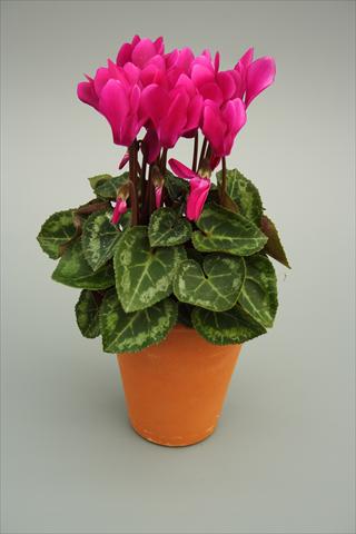 foto van een variëteit aan bloemen, te gebruiken als: Pot - en perkplant Cyclamen persicum mini Picola Light Purple