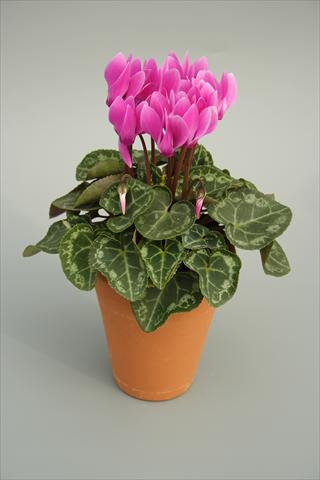 foto van een variëteit aan bloemen, te gebruiken als: Pot - en perkplant Cyclamen persicum mini Picola Lilac