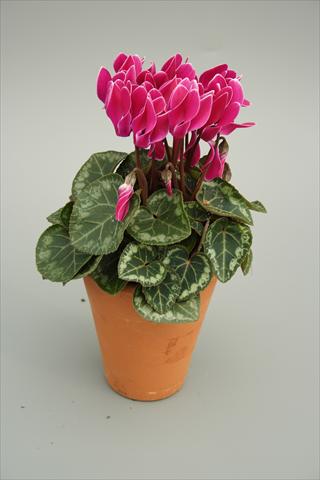 foto van een variëteit aan bloemen, te gebruiken als: Pot - en perkplant Cyclamen persicum mini Picola Purple Flame