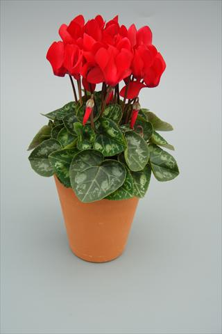 foto van een variëteit aan bloemen, te gebruiken als: Pot - en perkplant Cyclamen persicum mini Picola Red