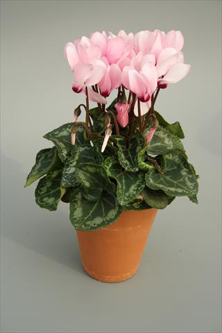 foto van een variëteit aan bloemen, te gebruiken als: Pot - en perkplant Cyclamen persicum mini Picola Soft Pink Eye