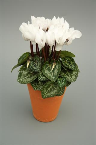 foto van een variëteit aan bloemen, te gebruiken als: Pot - en perkplant Cyclamen persicum mini Picola White