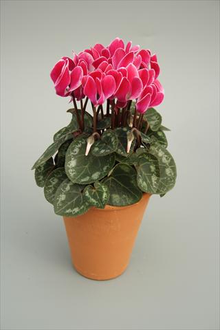 foto van een variëteit aan bloemen, te gebruiken als: Pot - en perkplant Cyclamen persicum mini Picola Wine Red Flame