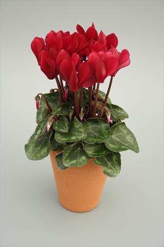 foto van een variëteit aan bloemen, te gebruiken als: Pot - en perkplant Cyclamen persicum mini Picola Wine Red