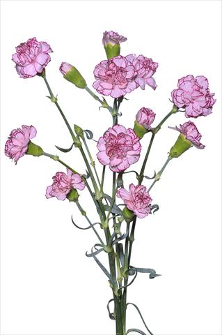 foto van een variëteit aan bloemen, te gebruiken als: Pot - en perkplant Dianthus caryophyllus Argan