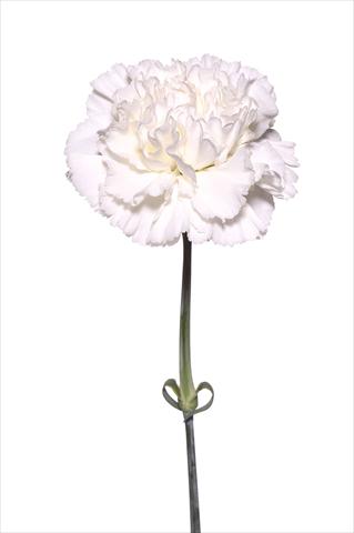 foto van een variëteit aan bloemen, te gebruiken als: Snijbloemen Dianthus caryophyllus Battistello
