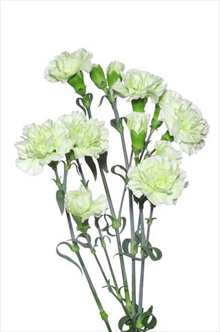 foto van een variëteit aan bloemen, te gebruiken als: Snijbloemen Dianthus caryophyllus Benvenuti