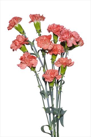 foto van een variëteit aan bloemen, te gebruiken als: Snijbloemen Dianthus caryophyllus Ceranino