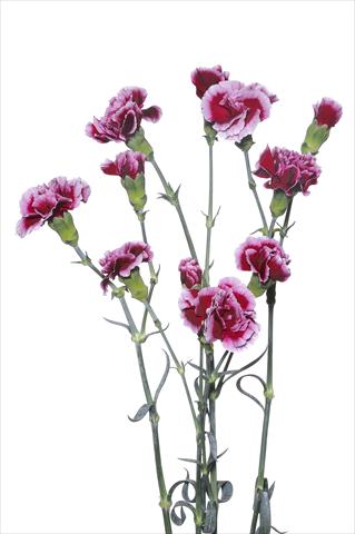 foto van een variëteit aan bloemen, te gebruiken als: Snijbloemen Dianthus caryophyllus Cino