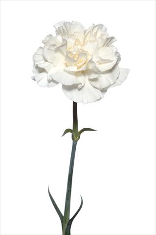 foto van een variëteit aan bloemen, te gebruiken als: Snijbloemen Dianthus caryophyllus Leon Bianco