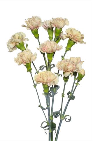 foto van een variëteit aan bloemen, te gebruiken als: Snijbloemen Dianthus caryophyllus Magagnò