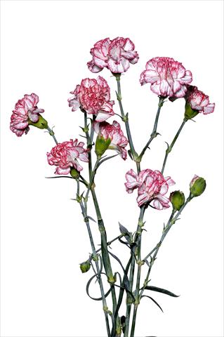 foto van een variëteit aan bloemen, te gebruiken als: Snijbloemen Dianthus caryophyllus Marescalco