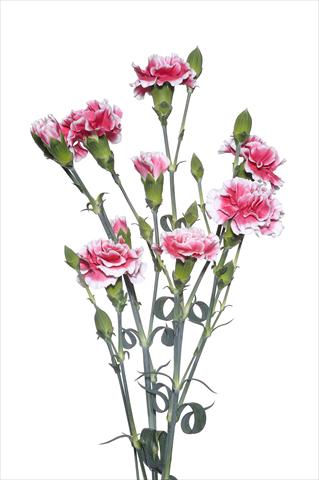 foto van een variëteit aan bloemen, te gebruiken als: Snijbloemen Dianthus caryophyllus Modanino