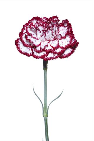 photo of flower to be used as: Cutflower Dianthus caryophyllus Palladio Bianco-Nero